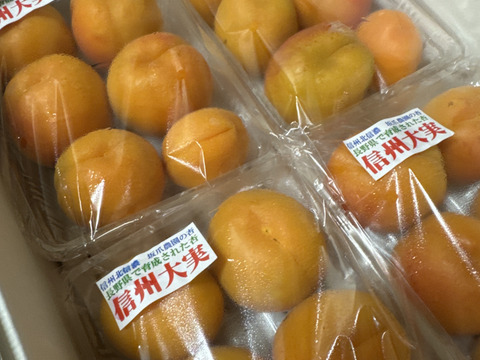 あんず ご好評販売中 杏各種 生食用・加工にも最適 「信州サワー