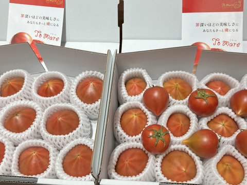 【2箱】弾ける旨味・甘み！【ト・マーレ】禁断の濃密さ 800g×２