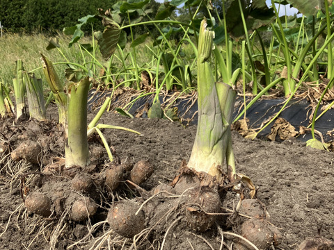 おおふくの里芋 5キロ 〜ねっとりおいしい！〜 京都府産農薬不使用有機肥料栽培