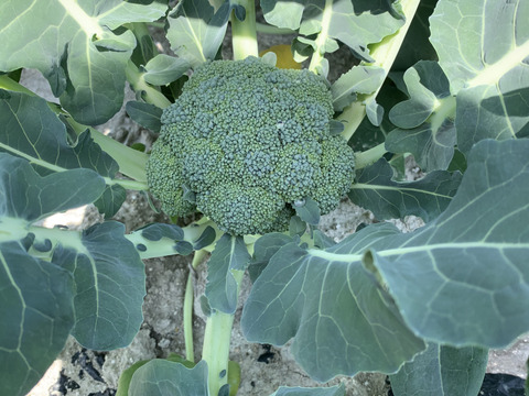 淡路島からの野菜4種❣️お任せセット(^-^)v❣️野菜セット