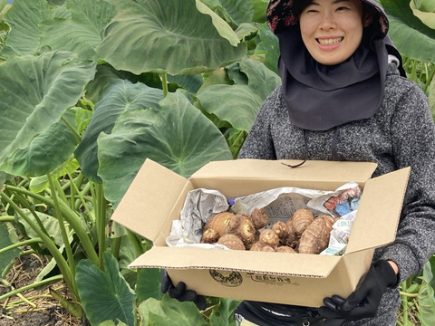 【栽培期間中不使用！農薬・化学肥料・除草剤】煮物・汁物におすすめ！ねっとり美味しい里芋 『土垂（どだれ）』500g