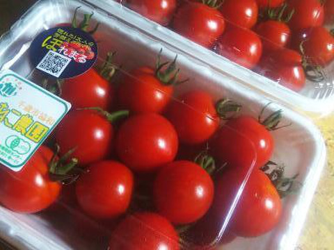 今年の夏も【かねこ農園】のスイカとミニトマトが食べたーい！！　北海道産小玉スイカ「ピノガール」1玉+有機ミニトマト「ほれまる」500ｇ×2パックセット！