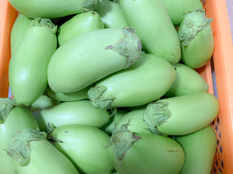 残りわずか！ふわトロ食感の緑ナス(2kg)