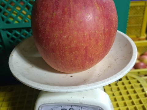 大玉！！葉取らずふじりんご🍎バラ詰め5キロ家庭用です。