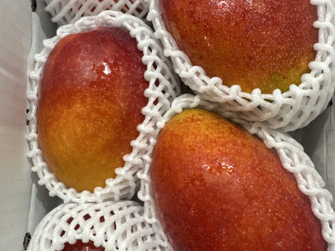 マンゴーの王道！『アーウィン』4kg良品