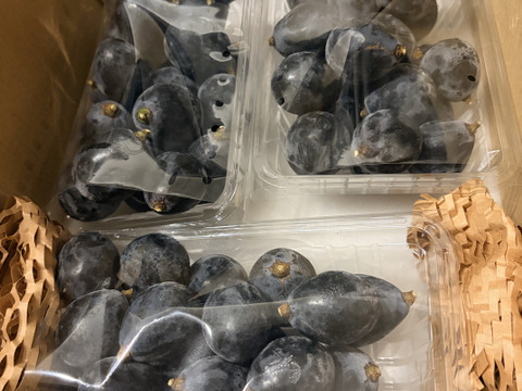 信州上田産　皮ごと食べられる！　ナガノパープル　1.2キロ　つぶつぶパック詰め　400グラムパック×3個入り