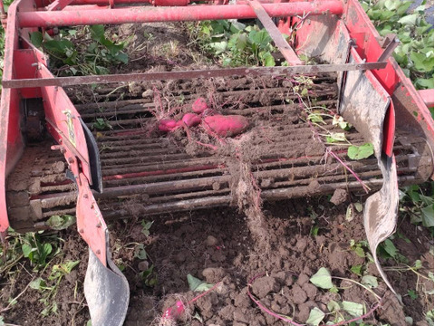 北海道産さつまいも『紅あずま』10kg