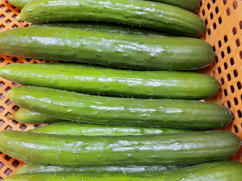 ぎーた様ご注文分