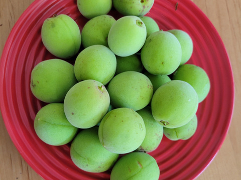 【朝市限定】🥬旬のかやぶき京野菜セット🥕◎【80サイズ】【6～7品目】