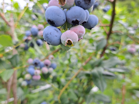 そのまま食べれる　シャリシャリ・
夏のビタミンブルーベリーMIX　冷凍　2キロセット