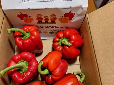 【1キロ】訳あり規格外　黄色パプリカ　※個包装なし※