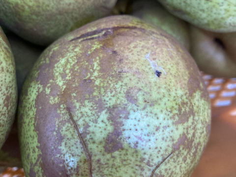 収穫直前に強風で落下！　超訳ありラフランス　3キロ満杯詰め　助けてください！