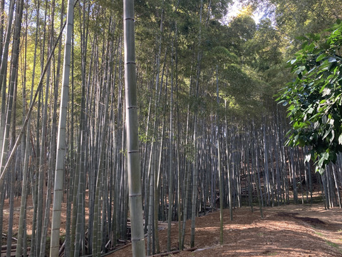 【春限定】シャキッと歯ごたえ！京都・長岡京産タケノコ【4Kg】