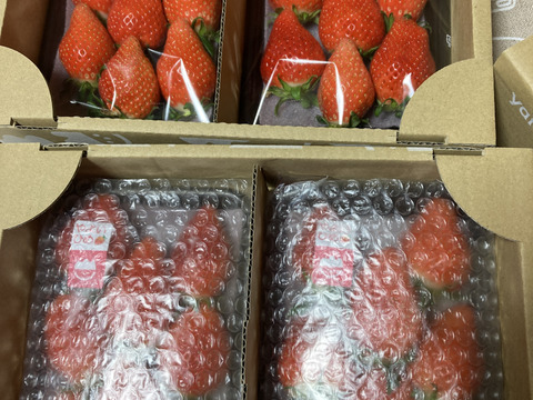 【12/23までに発送】【よつぼし】平詰めDX1箱2パック 採れたての新鮮ないちごお届け！低温でじっくり育てた美味しいいちご(^^)