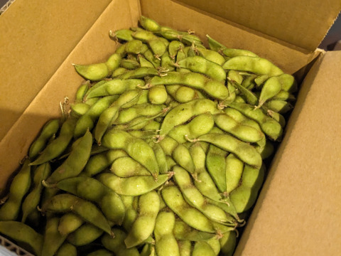 令和7年８月の出荷糖度１７度「神の枝豆」だだちゃ豆1ｋｇ