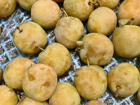 みどりの西洋プラム グリーンゲージ (1kg)