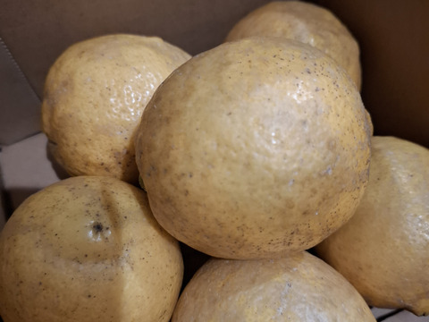 採れたて！まる美農園の爽やかレモン（1kg）【栽培期間中農薬不使用、ワックス防腐剤不使用】