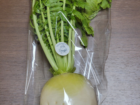 煮物に最適！京都の伝統野菜『聖護院大根』3個