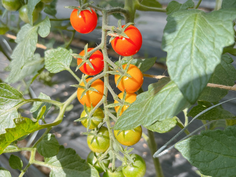 【ギフト】LOOP select｜カラフルミニトマトmix＆フルティカ食べ比べセット（1.2kg）