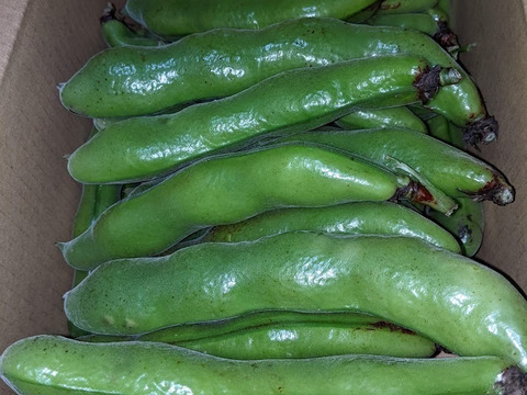 期間限定 】「新鮮！」そら豆 約4Kg （約80本 大きさ不揃い