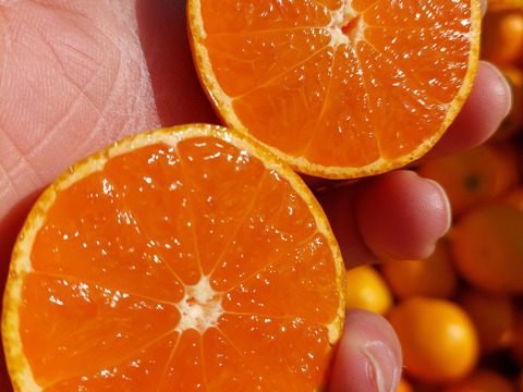 有田みかん【完熟ゆら早生】3.3kg（箱込）