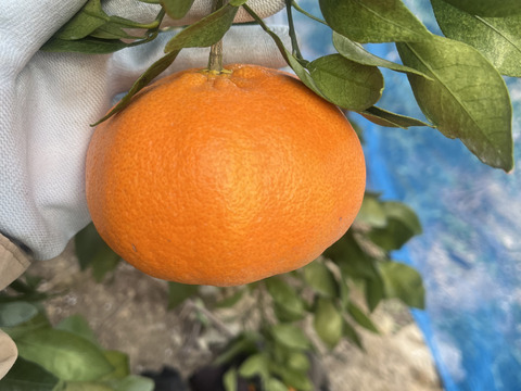 大トロ　せとか2kg