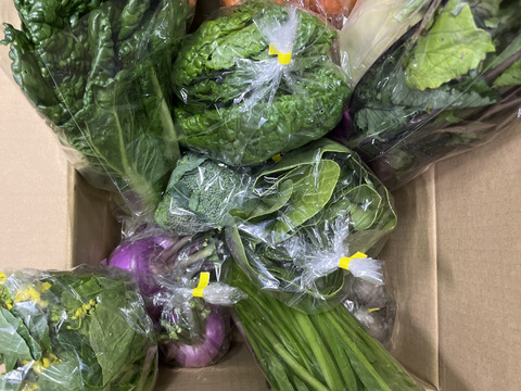 【食べチョクアワード2025受賞】
カラダが喜ぶ!!旬のお野菜セット9~10種類【おまかせ100】