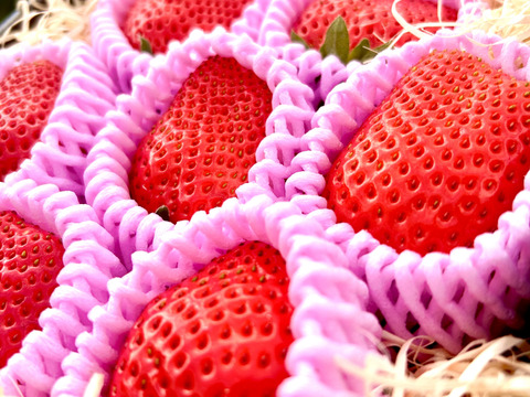 【日時指定・熨斗可】雪国が育てた「鮮烈」な紅の輝き。寺本果樹園の厳選プレミアムいちご（400g）（8〜15粒）【冬ギフト】【福袋】【ゲン担ぎ福袋】【イチゴ】