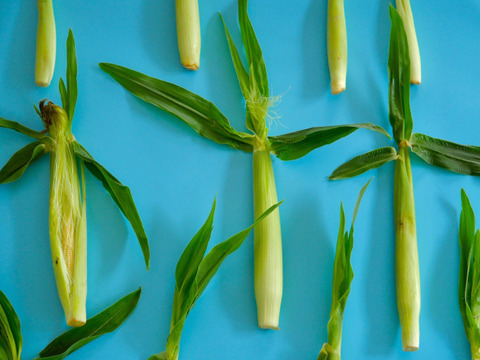 ヤングコーンであなたの人生変わったらゴメンナサイ（60サイズ）