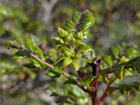 山椒の新芽（生）葉付き　約10本　農薬一切不使用　天然栽培