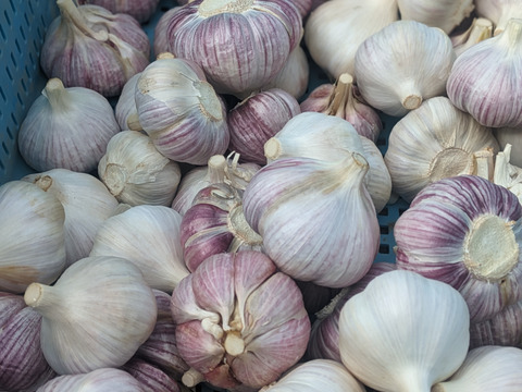 【福袋2025】夏の新じゃが２品種とニンニクのセット4.5KG　（ニシユタカ２KG、普賢丸２KG、にんにく500g） 食べチョク八周年記念企画/農薬・化学肥料不使用