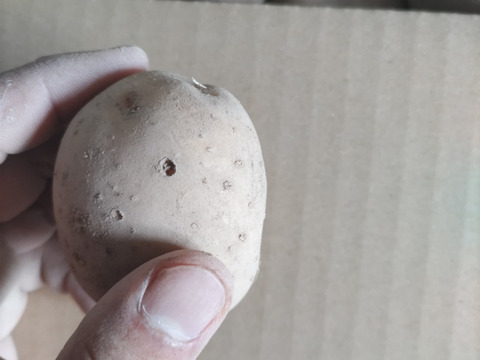【北海道産じゃがいも】ホクホクで美味しさバツグンの「男爵」　Ｓ～ＳＳ混み(Ｂ品)　４キロ