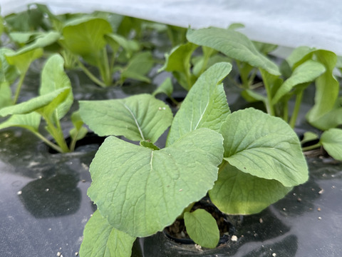 【箱いっぱいにお届け！】農薬不使用キラピカ旬野菜BOX11〜12品、朝穫れ農の島＊大三島＊よりお届け！