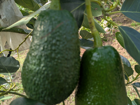 天使の輝き「ふくみ」約1キロ入り