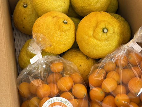 【家庭用】きんかん1kgはるか2.5kg