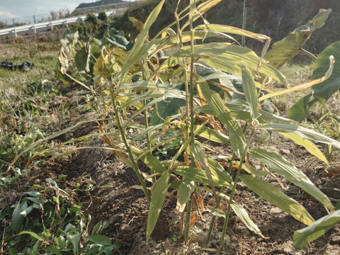 《自然栽培》超希少（生姜500g）淡路島　固定種　在来種　専門農家　農薬不使用　無肥料栽培　土付き農園から直送