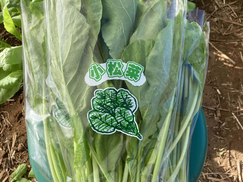 小松菜5袋（1kg）◆農薬・化学肥料・動物性堆肥不使用