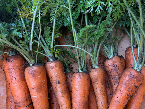 甘い！葉付きにんじん3キロ