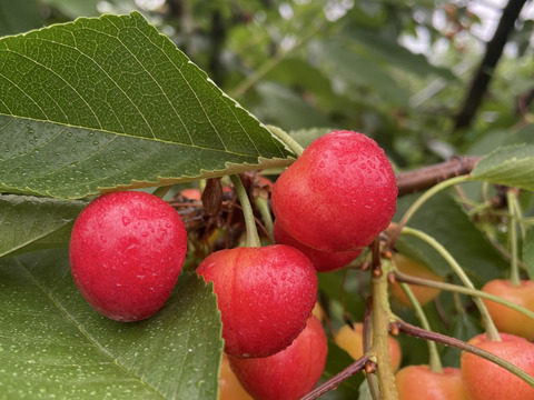【大将錦】家庭用グラデーションセット 🍒1キロ🍒【双子ちゃんが入るかも】【Ｍサイズ以上】【訳あり】
