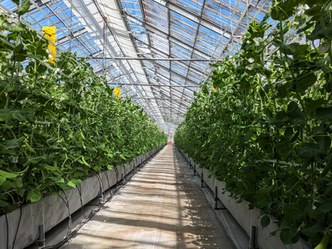 スナップエンドウ900g