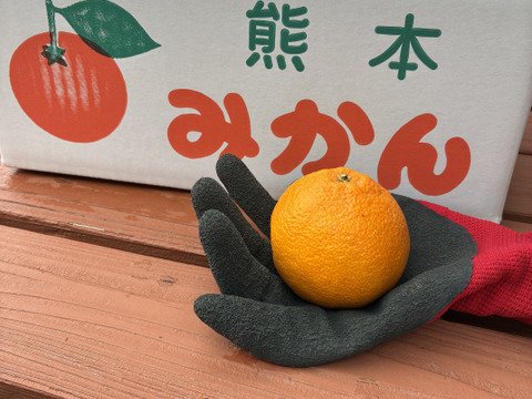 手のひらサイズ　肥の豊　約4kg