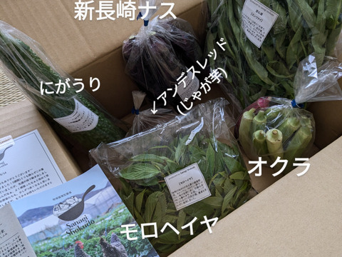 採れたて！季節の野菜セットSサイズ(固定種野菜・農薬不使用)