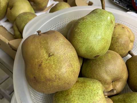 10月10日頃より発送開始！超スーパー訳あり規格外ラフランス5k箱込6キロ