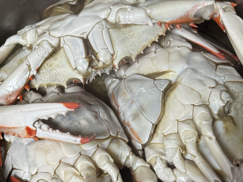 ワタリガニ メス中サイズ 渡り蟹 ガザミ 梭子蟹 ケジャンにも！ 冷凍発送２ｋｇ（約９杯）がざみ 蟹通販 宮城県産 活状態から冷凍品【冬ギフト】