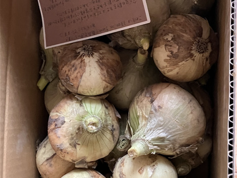 【訳あり】淡路島玉ねぎ！5キロ　1番人気