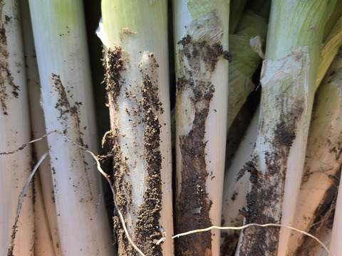 【少量内容量】自然栽培大根×白菜×ネギ(堆肥、農薬、肥料一切無し)