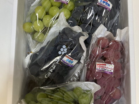 【敬老の日ギフト】大粒ぶどう食べ比べ・シャインマスカット入り5～7房