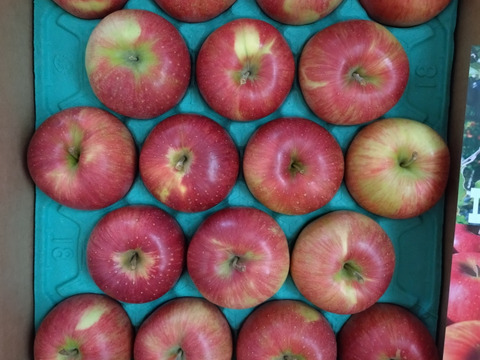 綺麗な葉とらずシナノスイート 5ｷﾛ箱12～18玉