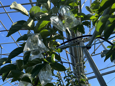 ◯お得意様専用◯和歌山の希少な柿『紀の川柿』　贈答用　12個入