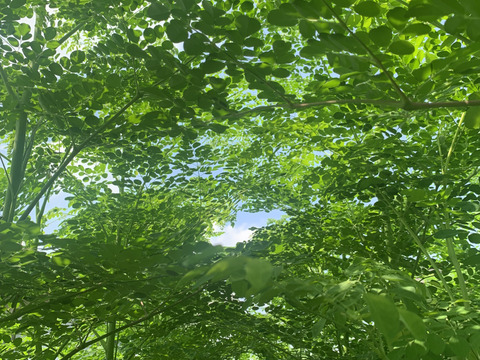 お徳用『モリンガ茶30包入』1ℓに1包‼︎30ℓ分‼︎（2g×30包）熊本県産　2025年8月収穫葉のみ使用‼︎